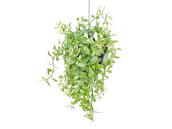 Green Plant Hanging Isolated Collection White Background — Stock Photo, Image