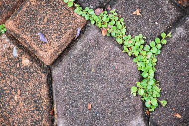 tuğla taş patika texturebackground kaldırım üzerinde yeşil yosun