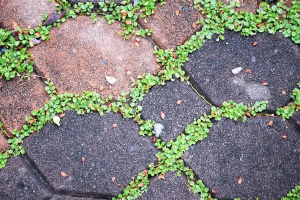 Musgo Verde Sobre Ladrillos Pavimentación Piedra Camino Texturafondo — Foto de Stock