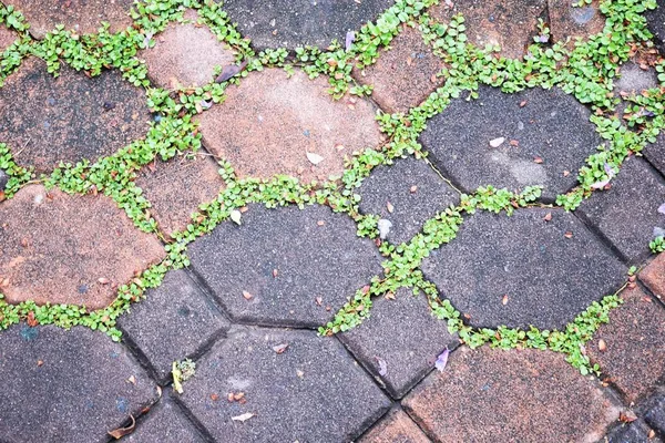 Green Moss Paving Bricks Stone Footpath Texturebackground — Stock Photo, Image