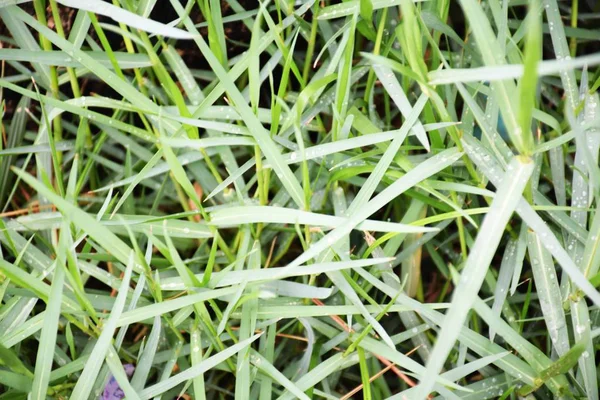 Fresh Green Grass Dews Water Drops Close — Stock Photo, Image