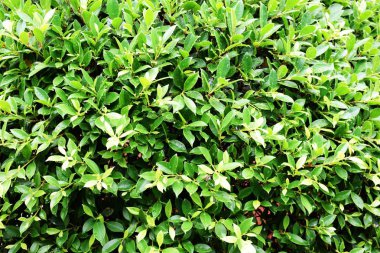 benjamina ficus yeşil yaprakların görüntüyü kapat