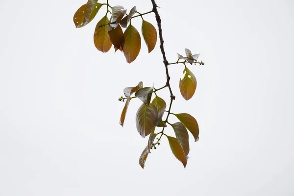 春の森から若い小ぎれいなな枝の自然な背景 — ストック写真