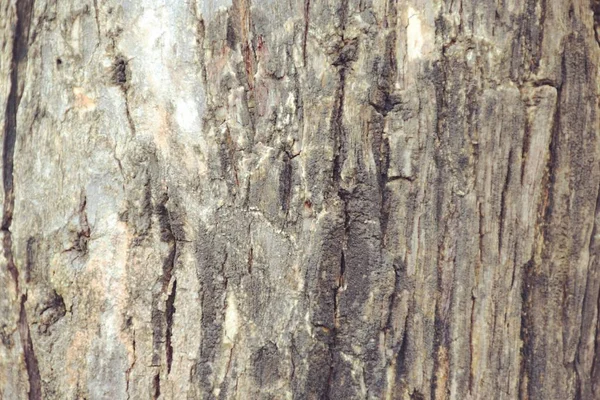 Textura Dřeva Pozadí Zblízka — Stock fotografie
