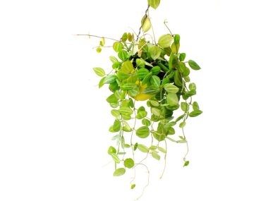 yeşil bitki izole koleksiyonu beyaz arka plan üzerinde asılı