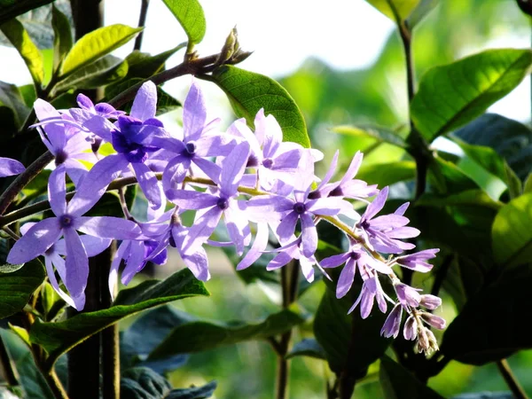 美丽的紫色花瓣花自然背景 — 图库照片