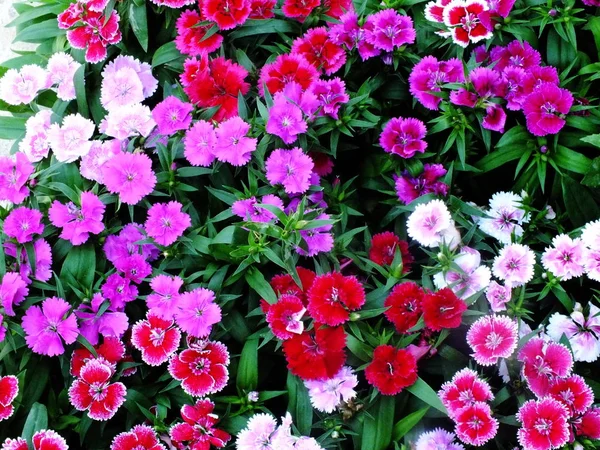 Beautiful Background Blooming Pink Dianthus Flowers Garden Nature Background — Stock Photo, Image