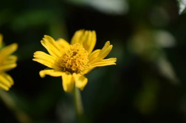 doğa zemin üzerine sarı papatya çiçekleri yakın çekim