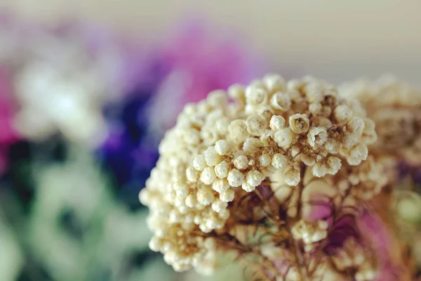 Dried Flower Bouquet Close — Stock Photo, Image