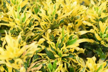 taze bırak kroton doğal arka plan