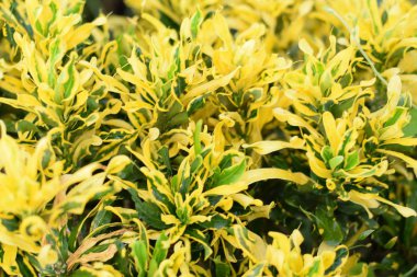 taze bırak kroton doğal arka plan