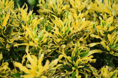 taze bırak kroton doğal arka plan