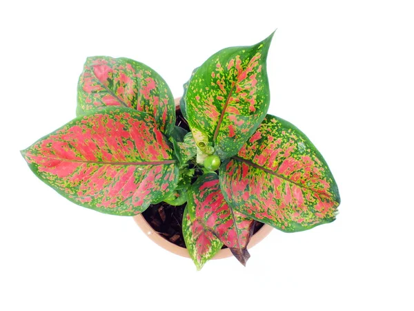 Red Leave House Plant Top View Isolated White Background — Stok Foto
