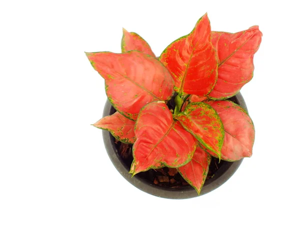 Red Leave House Plant Top View Isolated White Background — Stok Foto