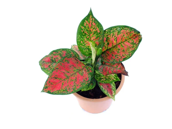 Red Leave House Plant Top View Isolated White Background — Stok Foto