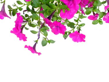 Beyaz arka plan üzerinde izole Petunya grandiflora kenarlık