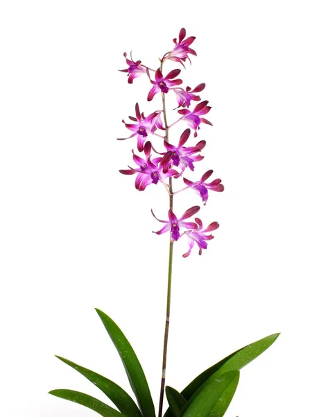 Mooie Roze Orchidee Bloem Bud Geïsoleerd Witte Achtergrond — Stockfoto
