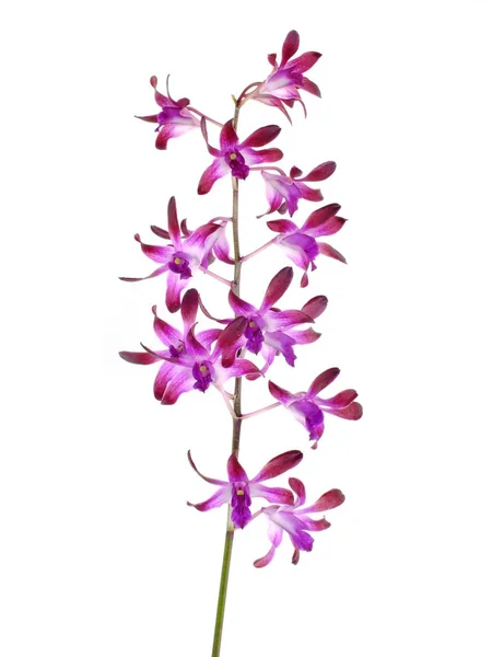 Hermoso Capullo Flor Orquídea Rosa Aislado Sobre Fondo Blanco — Foto de Stock