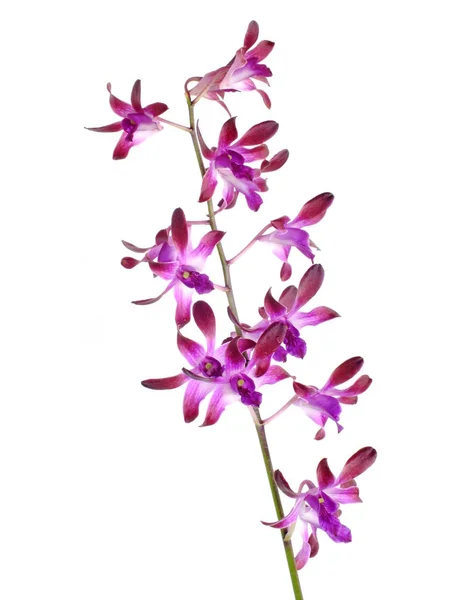 Красивый Розовый Цветок Орхидеи Бутон Изолирован Белом Фоне — стоковое фото