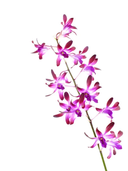 Красивый Розовый Цветок Орхидеи Бутон Изолирован Белом Фоне — стоковое фото