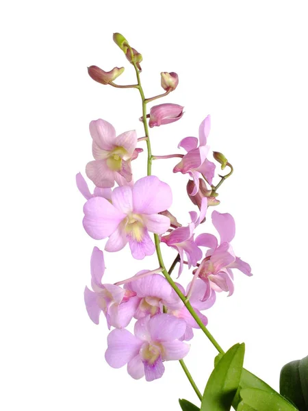 Hermoso Capullo Flor Orquídea Rosa Aislado Sobre Fondo Blanco — Foto de Stock