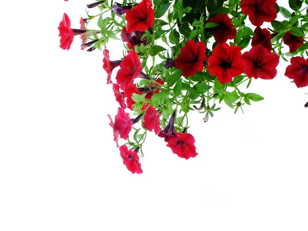 Petunia Grandiflora Bordure Isolée Sur Fond Blanc — Photo