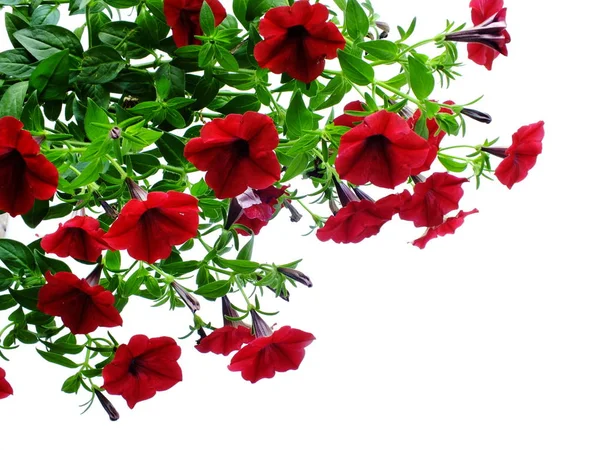 Borde Petunia Grandiflora Aislado Sobre Fondo Blanco —  Fotos de Stock