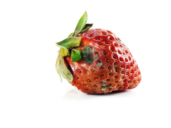 Rotten Strawberries White Background — Stock Photo, Image