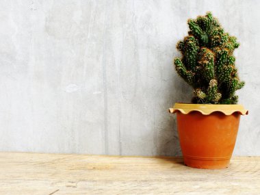 Grup kopya alanı ahşap masa zemin üzerine yeşil kaktüs