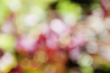karışık renkli arka plan bulanık odak bokeh için şablon ışık ile
