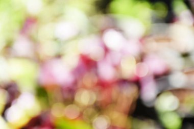 karışık renkli arka plan bulanık odak bokeh için şablon ışık ile