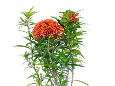 Kırmızı başak çiçeği beyaz arkaplanda izole edildi