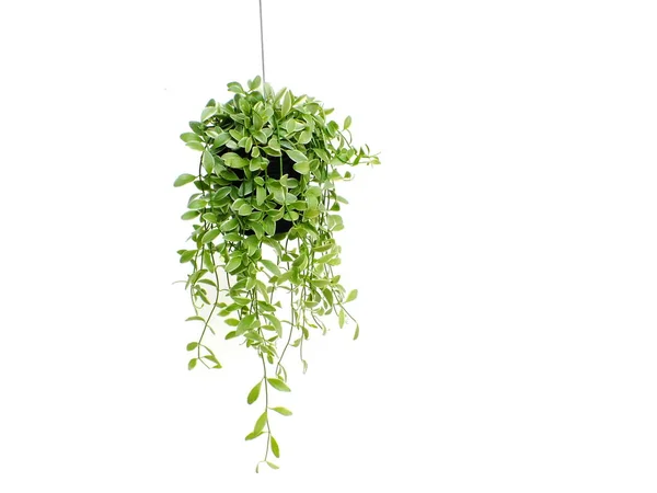 Grüne Pflanze Hängt Isoliert Sammlung Auf Weißem Hintergrund — Stockfoto