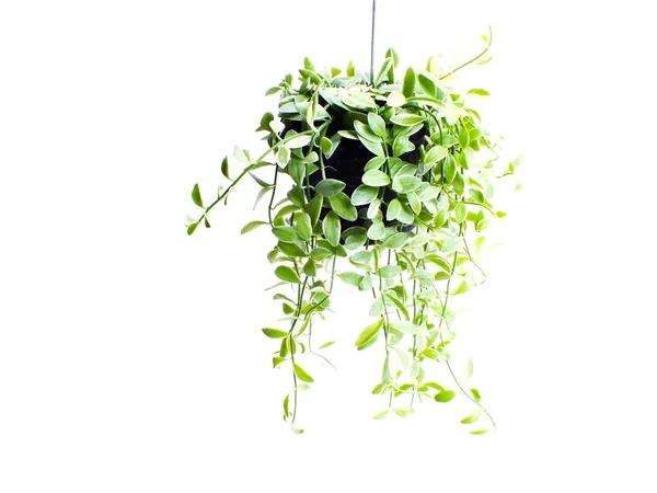 Groene Plant Opknoping Geïsoleerde Collectie Witte Achtergrond — Stockfoto