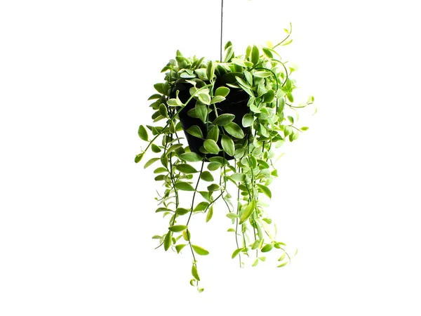 green plant hanging isolated collection on white background