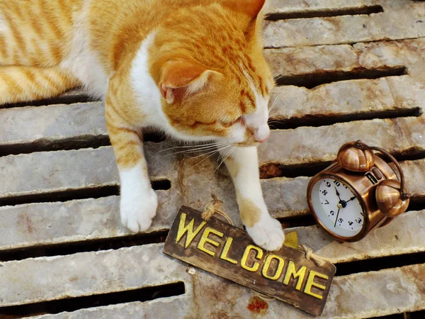 Niedliche Orangefarbene Katze Sitzt Mit Willkommensschild Stillleben — Stockfoto