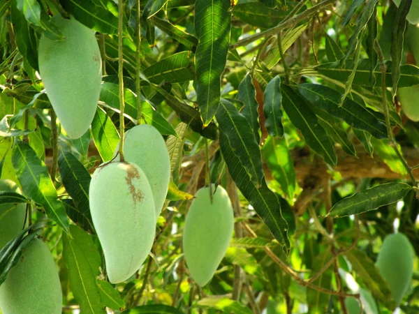 Green Mangoes Tree Thailand — Stock Photo, Image