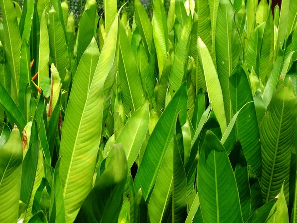 green leave pattern nature background