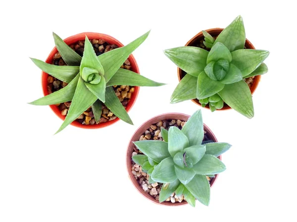 Vista Dall Alto Della Varietà Cactus Vaso Fiori Sfondo Bianco — Foto Stock