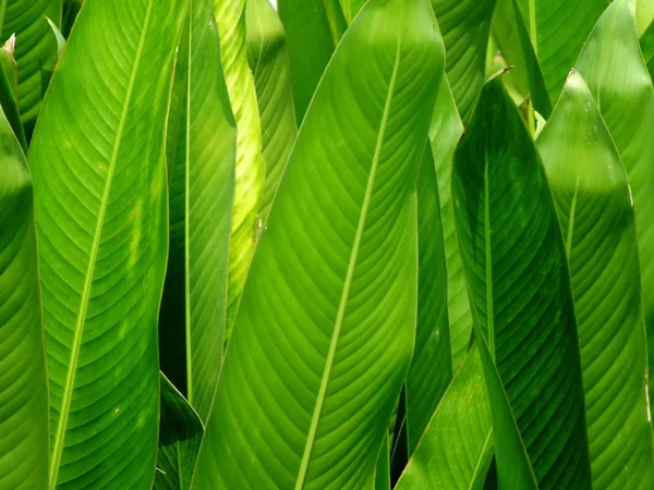 Groene Verlof Patroon Natuur Achtergrond — Stockfoto