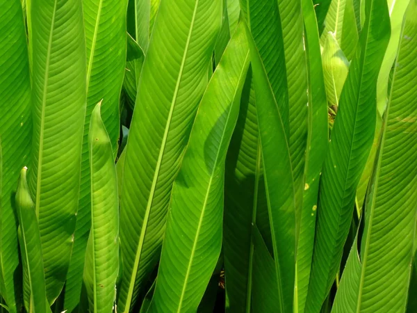 Groene Verlof Patroon Natuur Achtergrond — Stockfoto