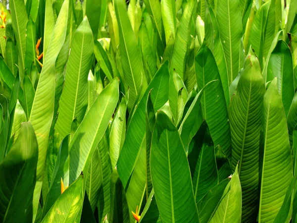 Grün Blätter Muster Natur Hintergrund — Stockfoto