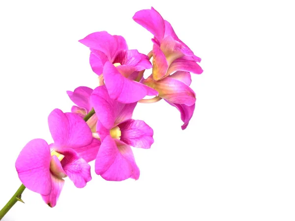 Růžová Orchidej Květina Bud Izolovaných Bílém Pozadí — Stock fotografie