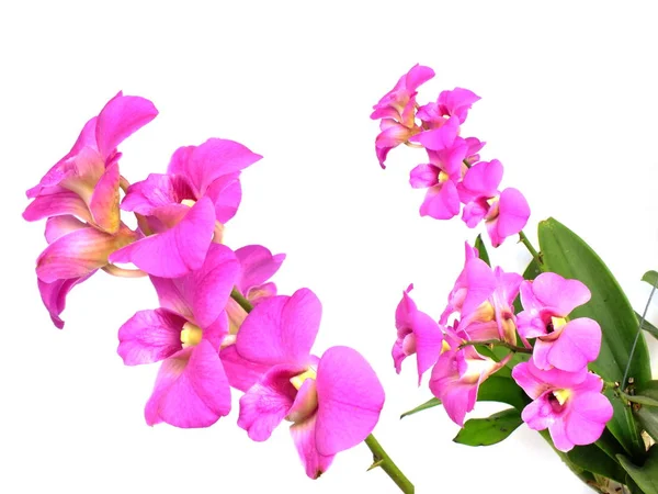 Roze Orchidee Bloem Bud Geïsoleerd Witte Achtergrond — Stockfoto