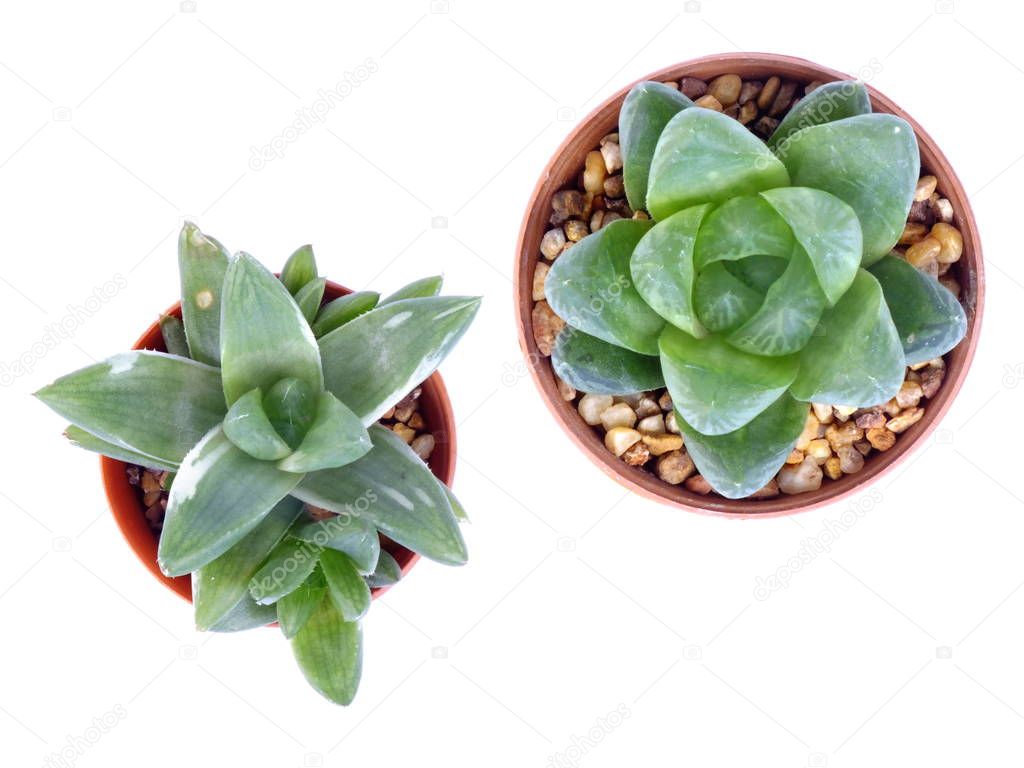 top view of variety of cactus in flower pot on white background