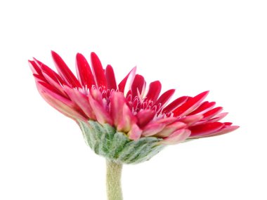 Beyaz arka plan üzerinde izole kırmızı gerbera papatya çiçek