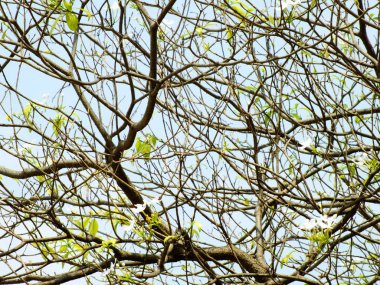 genç çam çırpı doğal arka plan bahar ormandan gelen