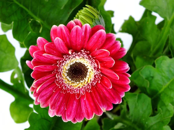 분홍색 Gerbera 데이지 가까이 — 스톡 사진