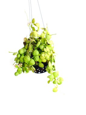 taze yeşil ev bitkiler en iyi görünümünün beyaz arka plan üzerinde izole