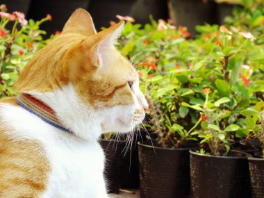 kahverengi turuncu tekir kedi yerde yatarken